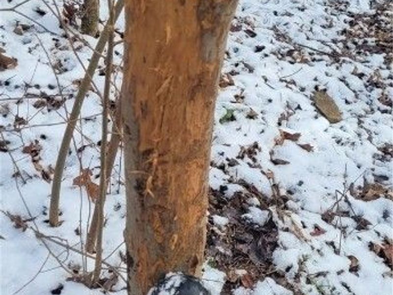 SR 79, Warsaw, OH 43844 Photo 42