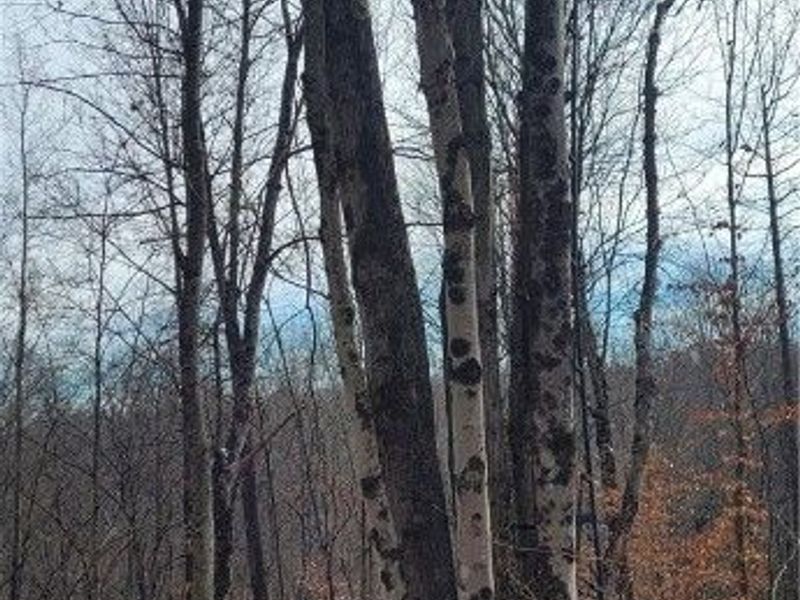 SR 79, Warsaw, OH 43844 Photo 48