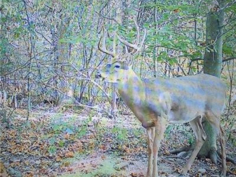 12025 Pleasant Valley Road, Frazeysburg, OH 43822 Photo 28