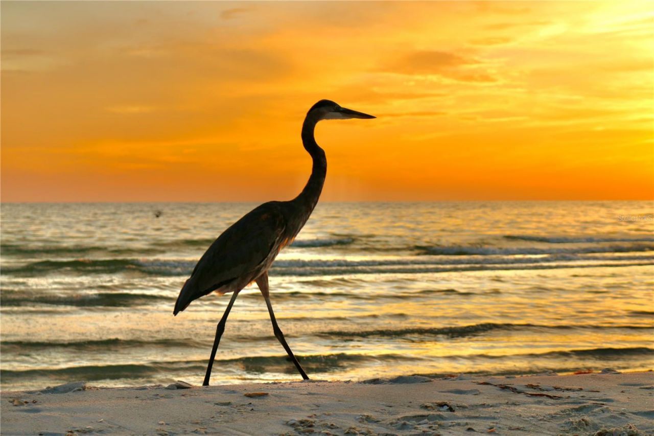 1035 Seaside Drive, Unit 503, Sarasota, FL 34242 Photo