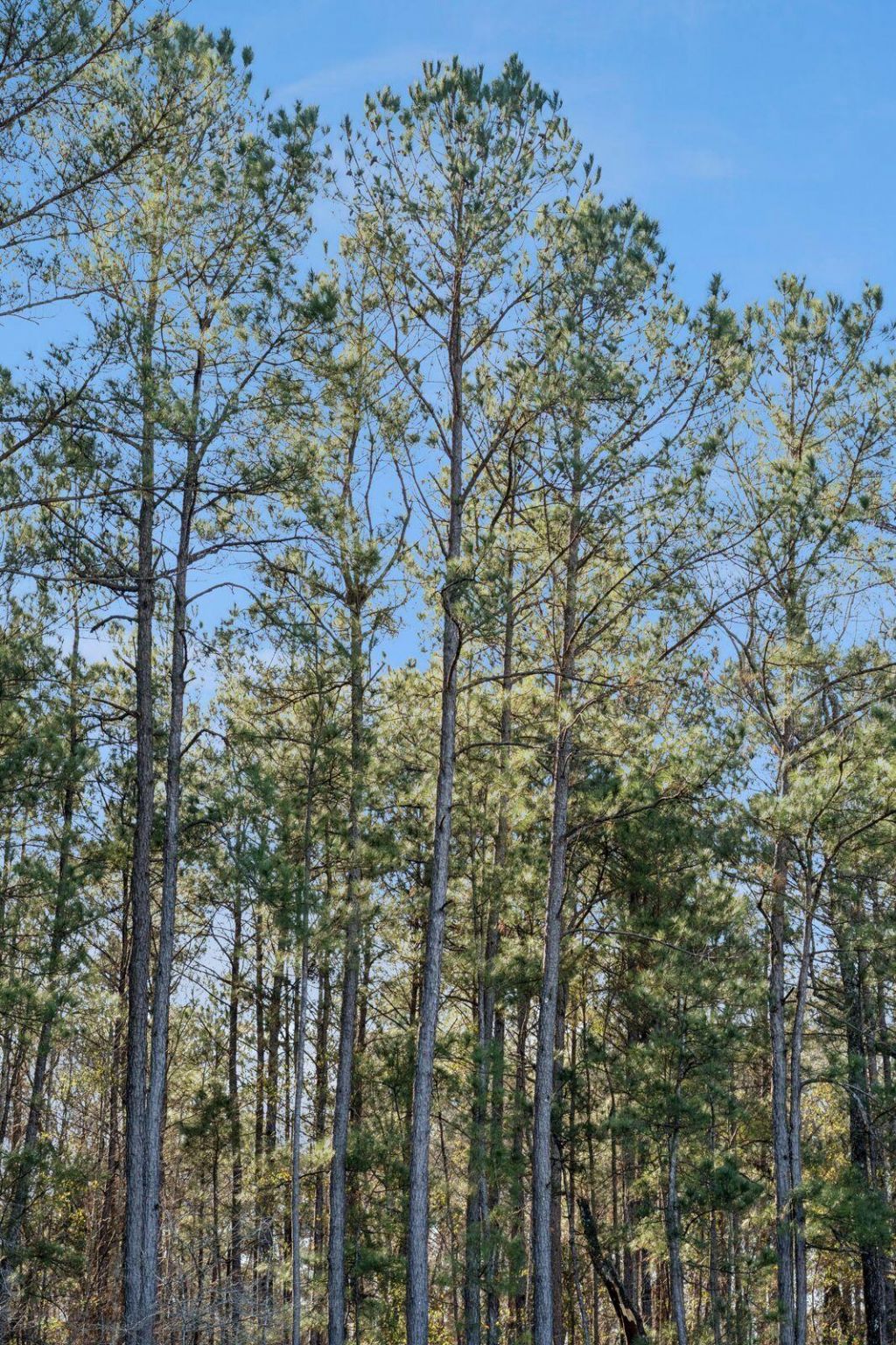 1348 Wild Goose Trail Photo 52