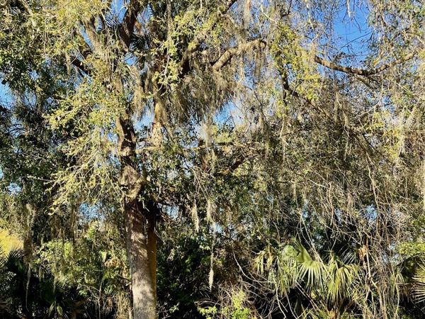 OSTEEN MAYTOWN ROAD, OSTEEN, FL 32764