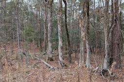 Lots B & C Miller Road  photo 4