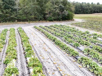 0000 Chavis Road, Blackville, SC 29817