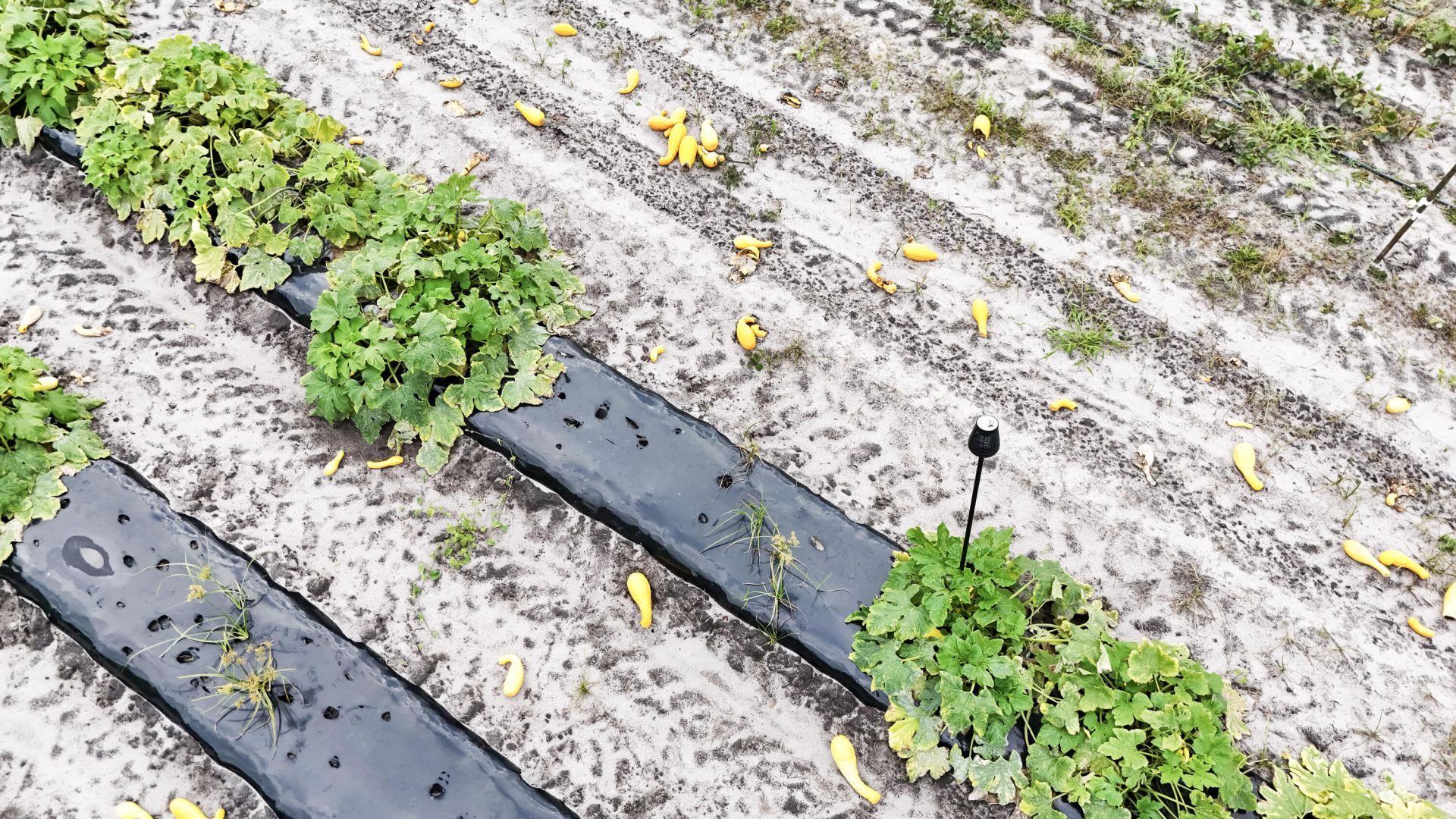 0000 Chavis Road Photo 10