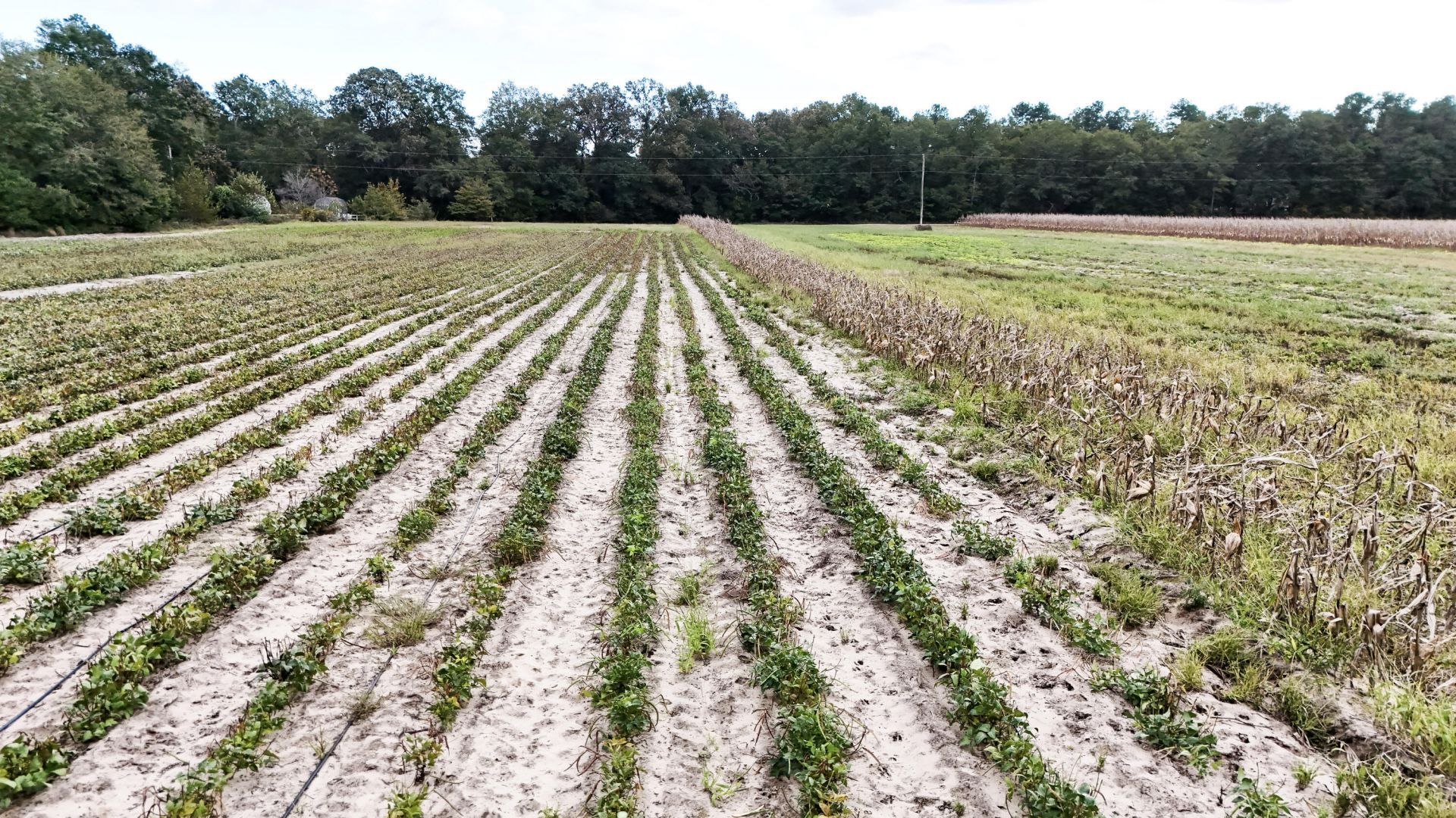 0000 Chavis Road Photo 11