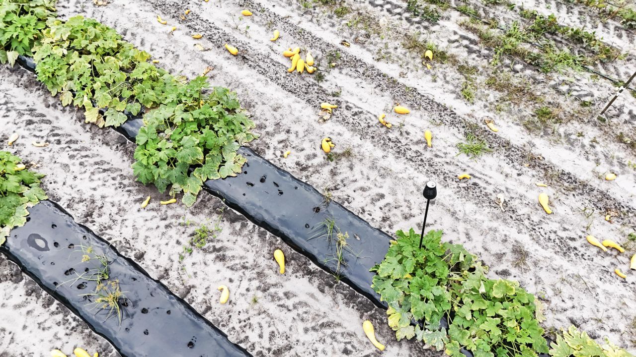 0000 Chavis Road Photo 7