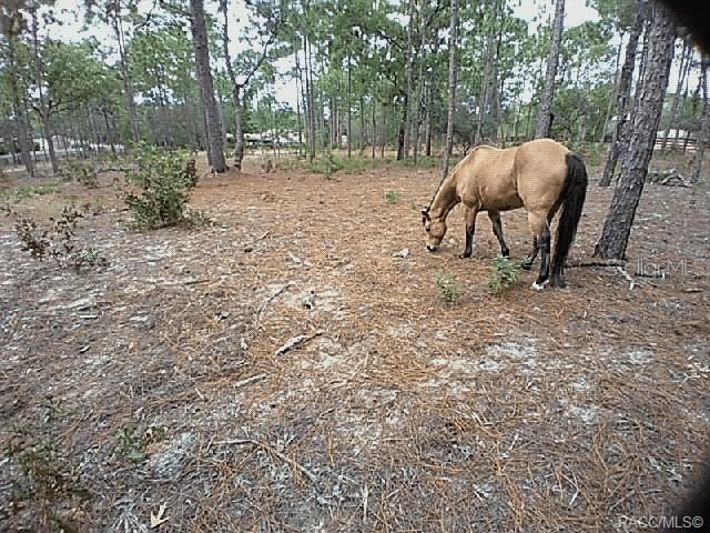 4295 N Bridger Drive, Beverly Hills, FL 34465 Photo