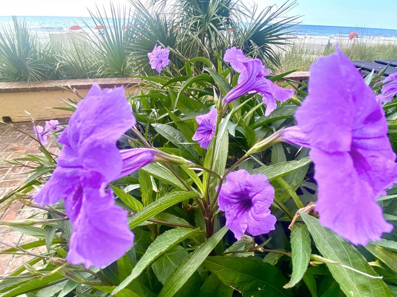 1207 S Ocean Blvd. Photo 19