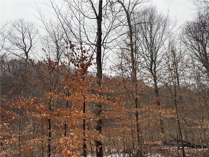 Greenbank Road, Lewisville, OH 43754 Photo 15