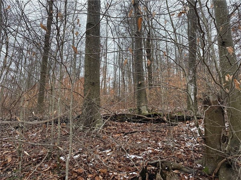 Greenbank Road, Lewisville, OH 43754 Photo 8