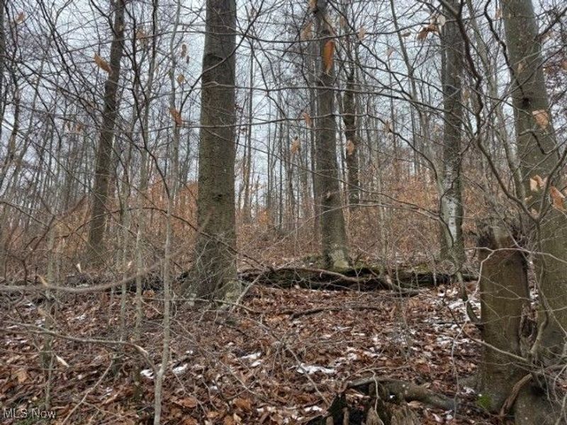 Rear Township Road, Lewisville, OH 43754 Photo 11