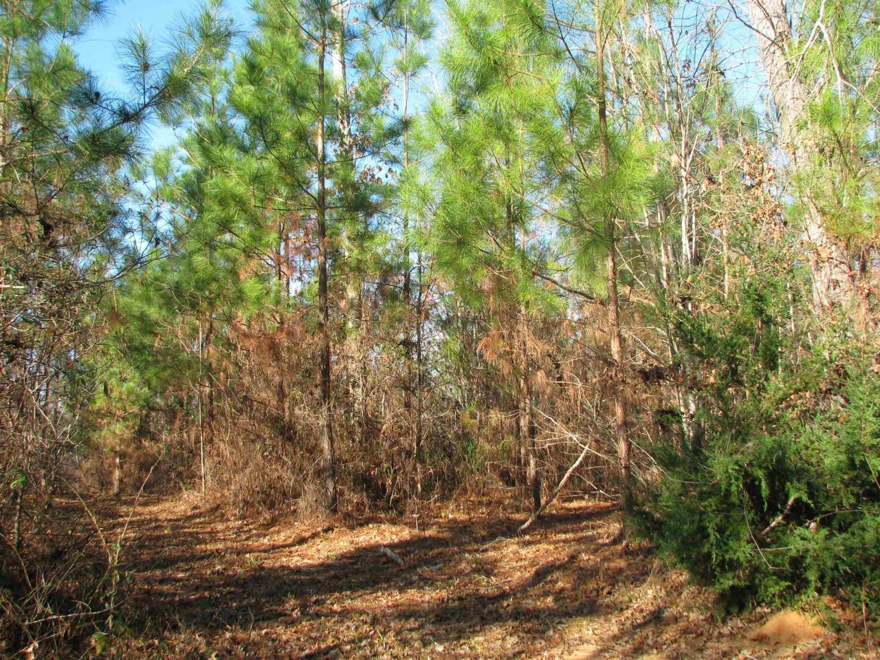 0 Buckhead Rd. Photo 19