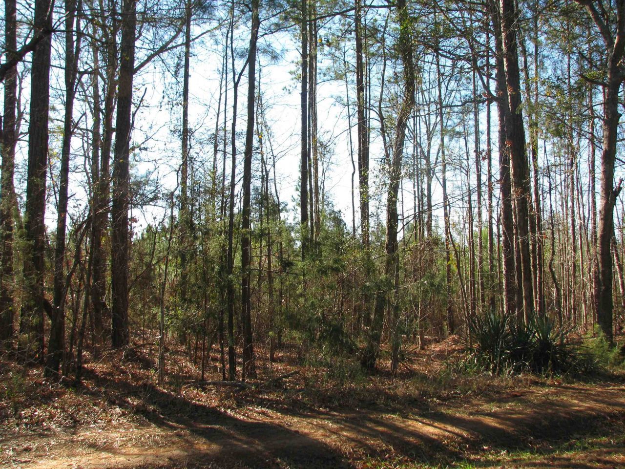 0 Buckhead Rd. Photo 25