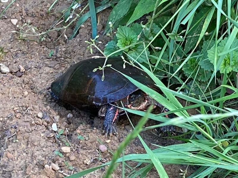 12117 Techniglas Road, Saint Louisville, OH 43071 Photo 8