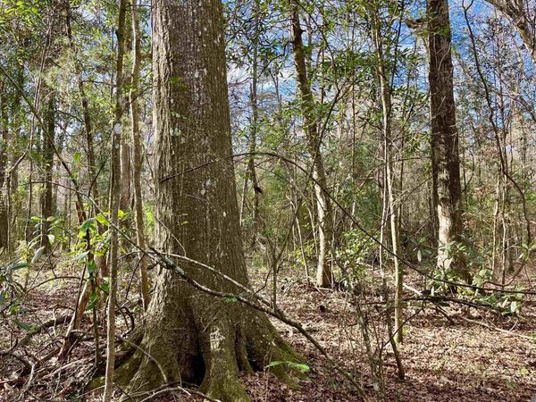 20 Lillian Ln, Ethel, LA 70730