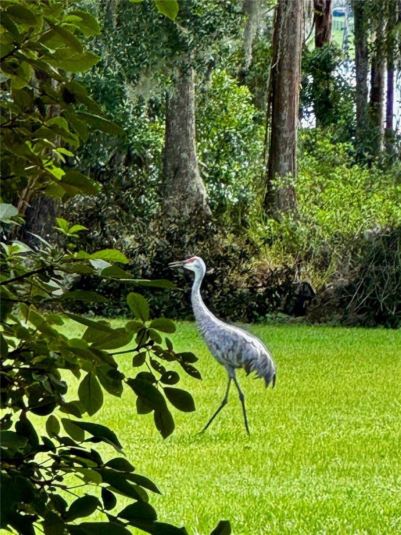 6037 Lake Erie Road, Groveland, FL 34736 Photo