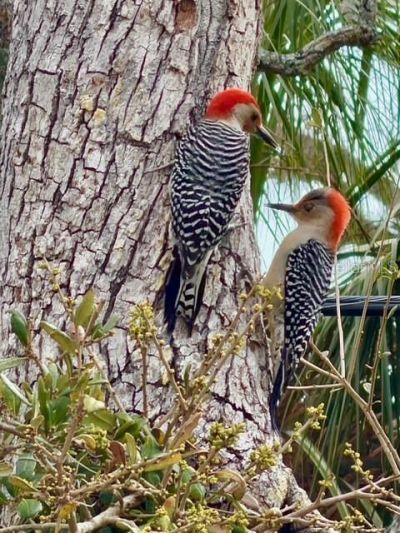 4881 Oxford Drive, Siesta Key, FL 34242 Photo