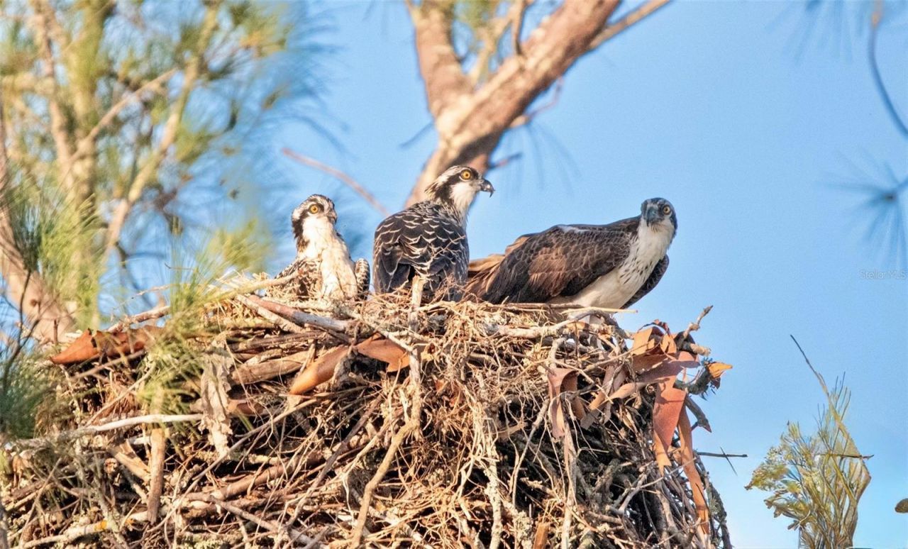 4855 Independence Drive, Bradenton, FL 34210 Photo