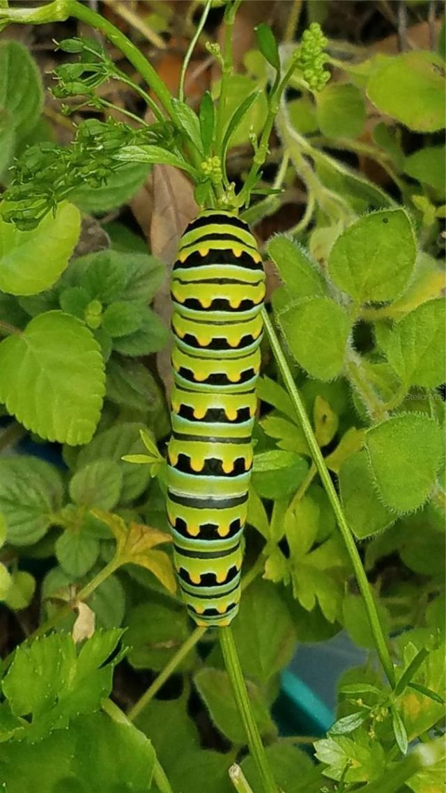 1798 Hideaway Lane, Edgewater, FL 32132 Photo