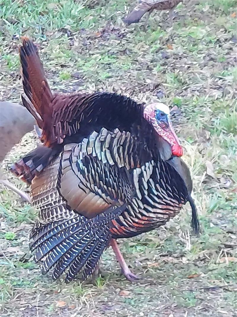 1798 Hideaway Lane, Edgewater, FL 32132 Photo