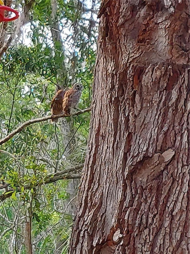 1798 Hideaway Lane, Edgewater, FL 32132 Photo