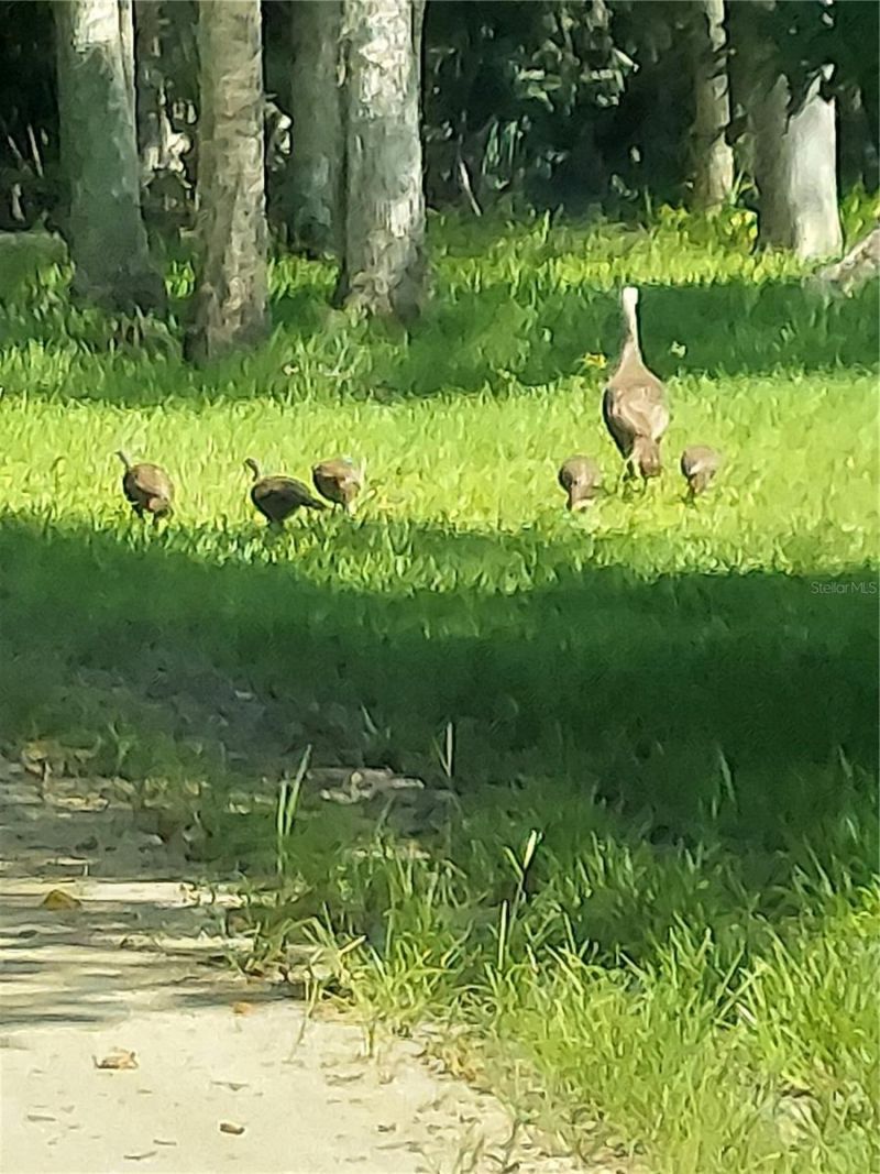 1798 Hideaway Lane, Edgewater, FL 32132 Photo