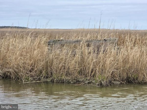 Duck, Sika & Waterfowl - MUSKRAT HARBOR, CRAPO, MD 21626