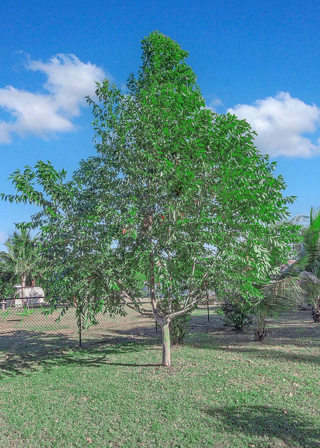 2485 SE Saphire Ter Terrace, Port Saint Lucie, FL 34952 Photo