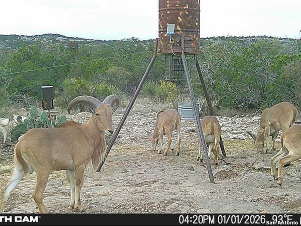 SD 630 CR 630, Rocksprings, TX 78880