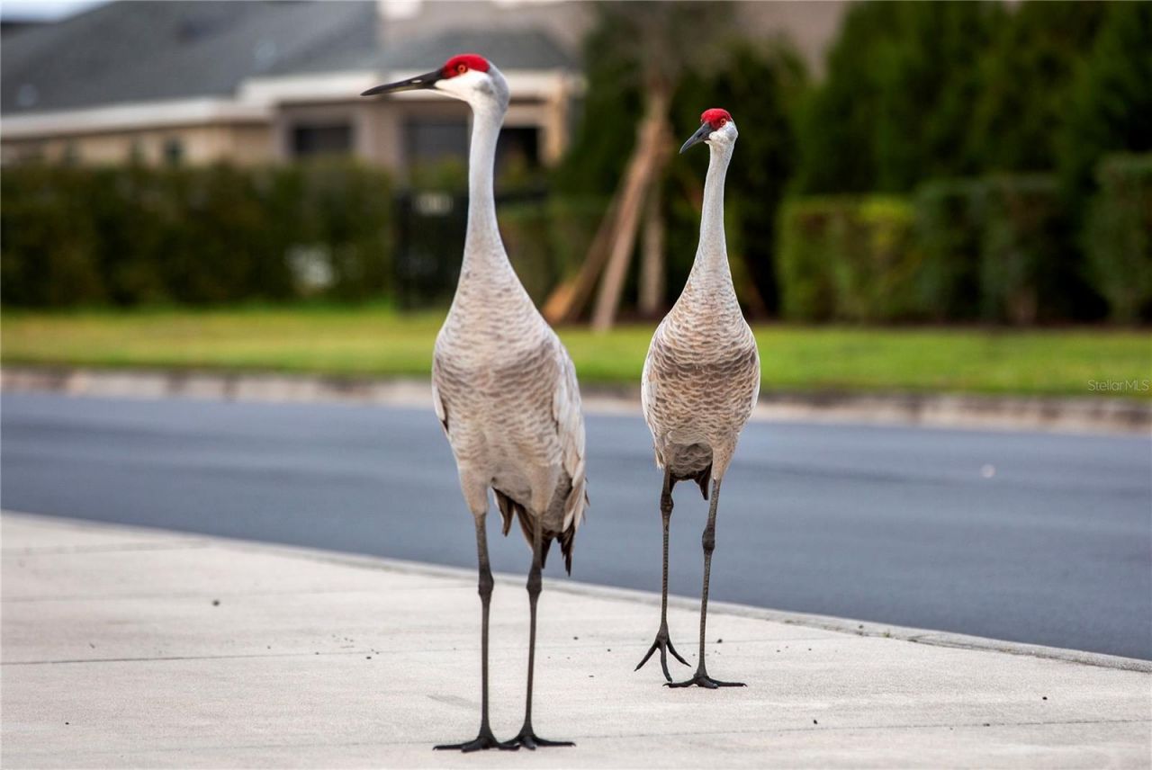 16437 66th Lane East, Parrish, FL 34219 Photo