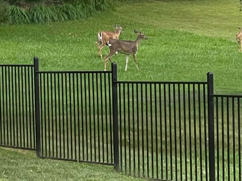 338 Scott Drive, Lancaster, OH 43130 Photo 116