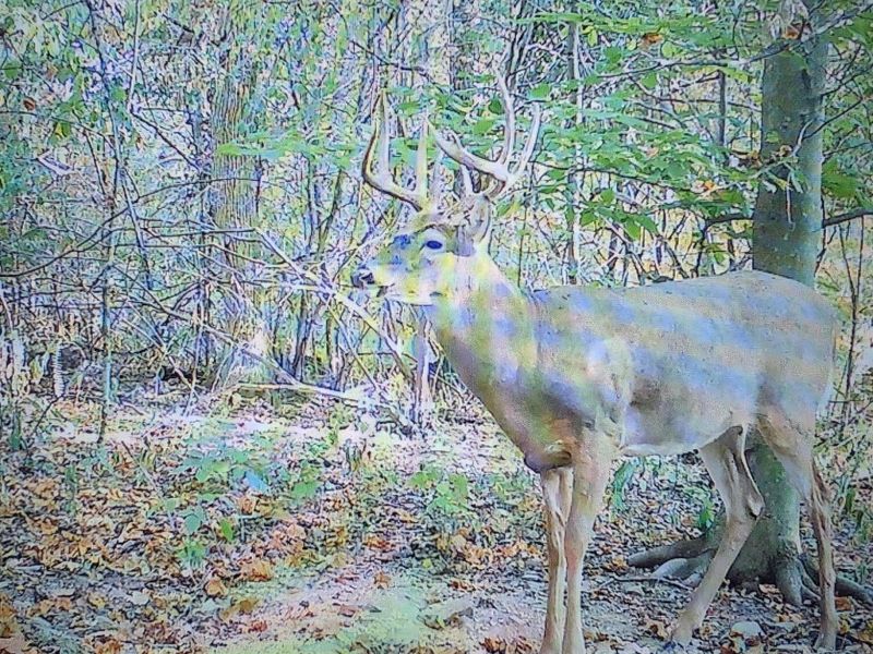 12025 Pleasant Valley Road NE, Frazeysburg, OH 43822 Photo 16