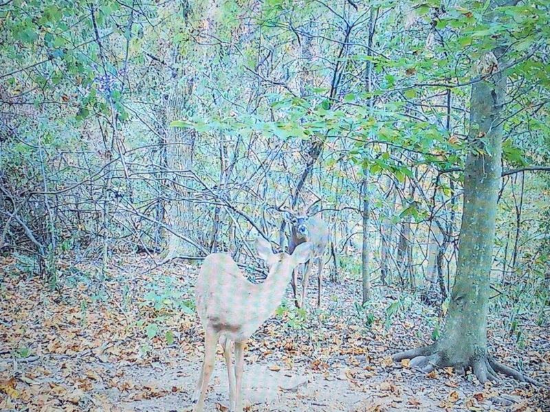 12025 Pleasant Valley Road NE, Frazeysburg, OH 43822 Photo 17