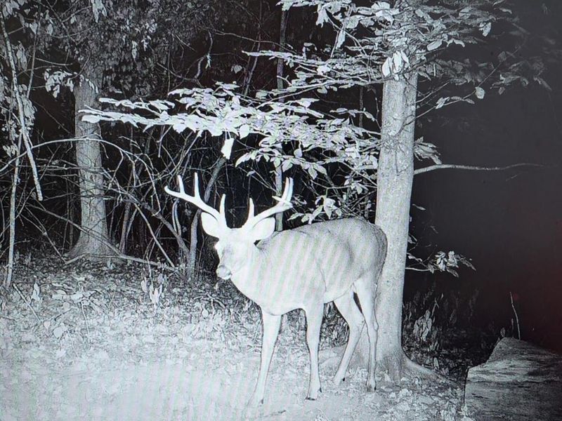 12025 Pleasant Valley Road NE, Frazeysburg, OH 43822 Photo 18