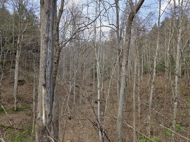 MAP: 105-80-00-039.00 D Street , Louisa, KY 41230