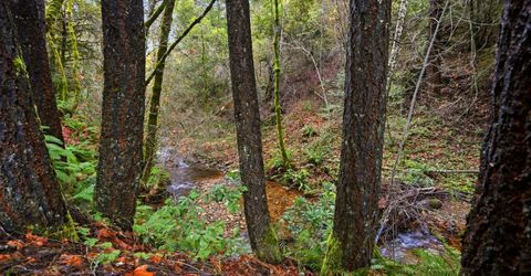 Kentucky Flat Rd, Georgetown, CA 95634 Photo
