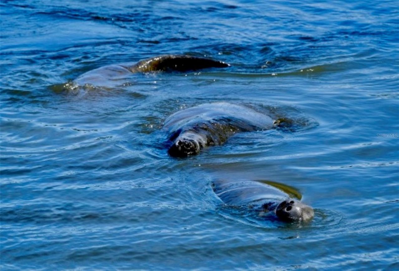 4409 Mount Vernon Drive, Bradenton, FL 34210 Photo