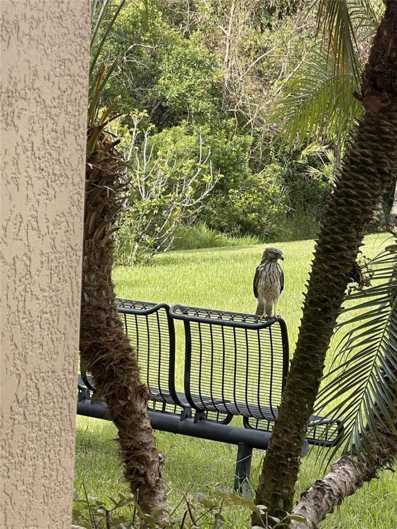 10503 Palm Cove Avenue, Tampa, FL 33647 Photo