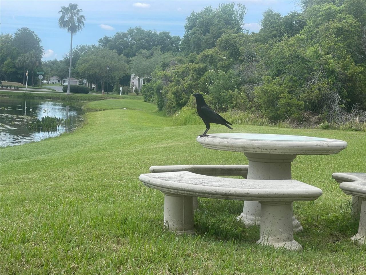 10503 Palm Cove Avenue, Tampa, FL 33647 Photo