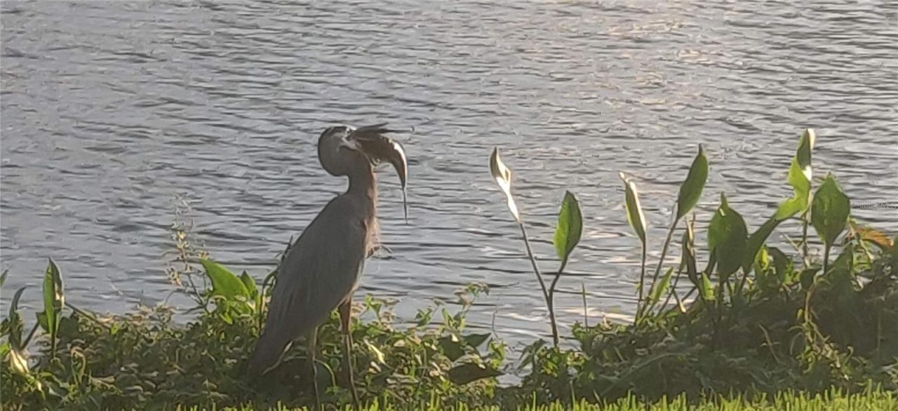 10503 Palm Cove Avenue, Tampa, FL 33647 Photo