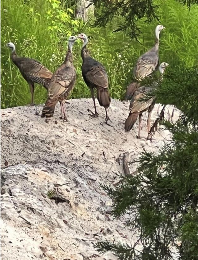 00 Clayton Road, Cedar Key, FL 32625 Photo