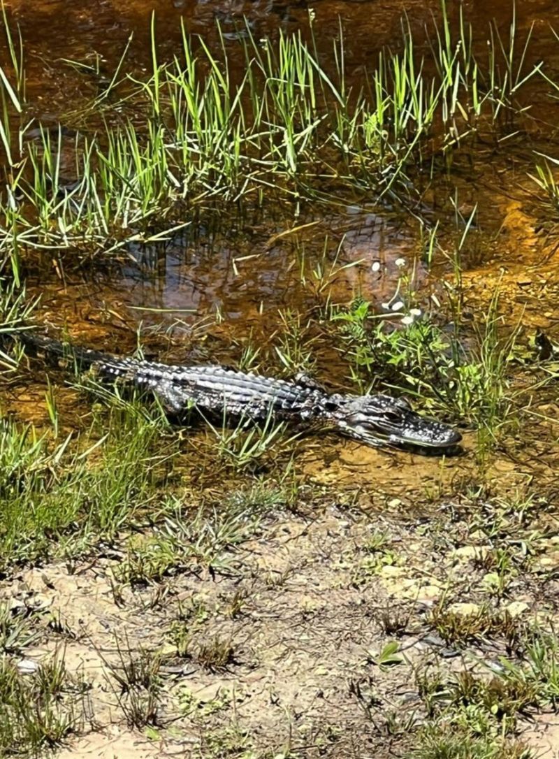 00 Clayton Road, Cedar Key, FL 32625 Photo