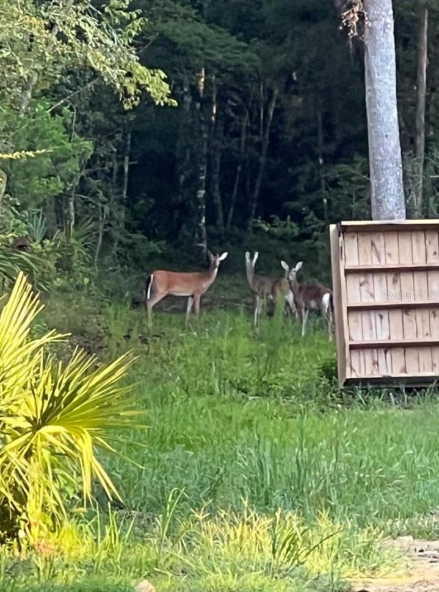 00 Clayton Road, Cedar Key, FL 32625 Photo