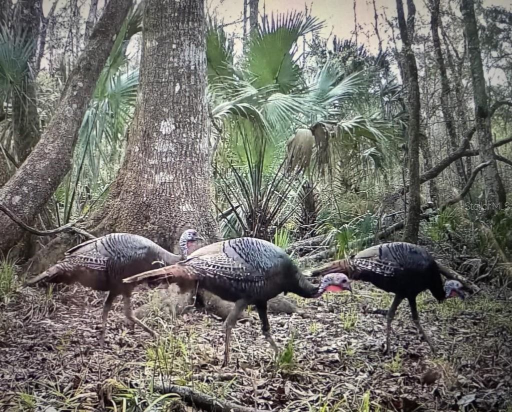 00 Clayton Road, Cedar Key, FL 32625 Photo