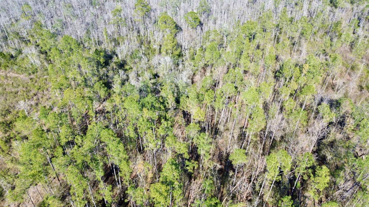 Vacant SW Open Sands Loop, Greenville, FL 32331 Photo