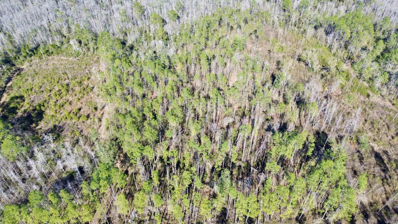 Vacant SW Open Sands Loop, Greenville, FL 32331 Photo