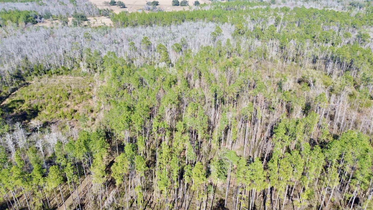 Vacant SW Open Sands Loop, Greenville, FL 32331 Photo