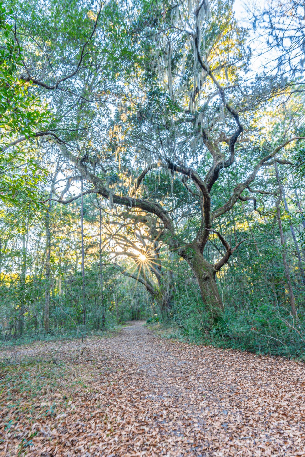 19 Middleton Oaks Road Photo 10