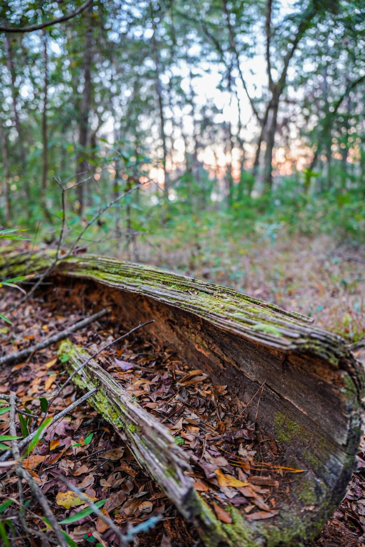 19 Middleton Oaks Road Photo 11